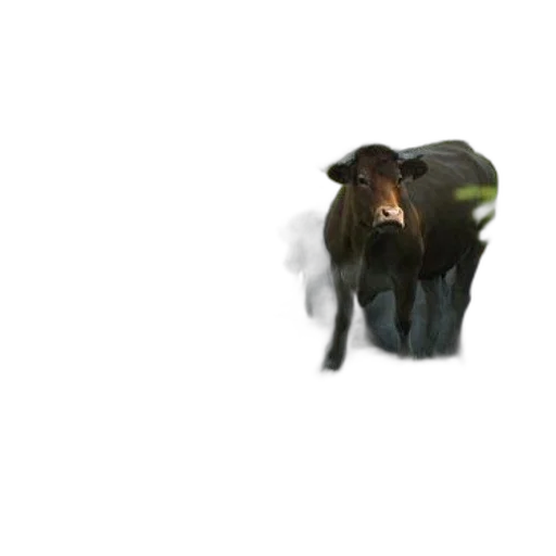 animal, creature, hat, hair transparent PNG cut-out