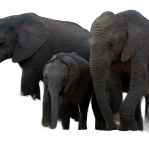 animal, 3d render, photorealistic, concept art transparent PNG cut-out
