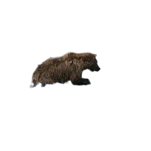 animal, creature, hair, staff transparent PNG cut-out