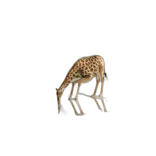 animal, creature, furniture, jewelry transparent PNG cut-out