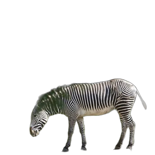 animal, creature, furniture, dragon transparent PNG cut-out