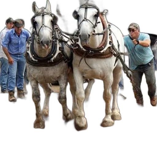 two, white, horses, pull transparent PNG cut-out