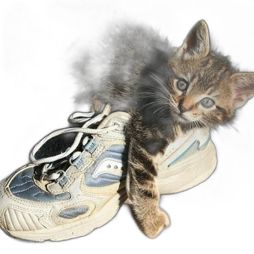 shoes, animal, creature, photorealistic transparent PNG cut-out