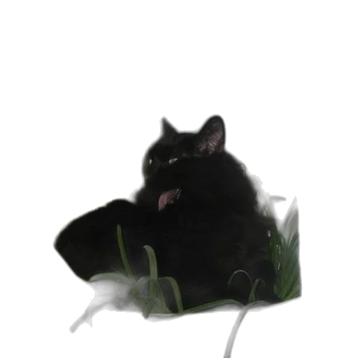 flower, animal, creature, hat transparent PNG cut-out