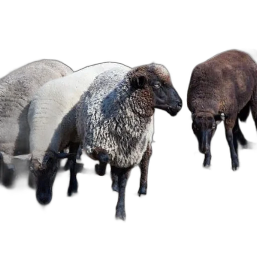 animal, furniture, creature, hat transparent PNG cut-out