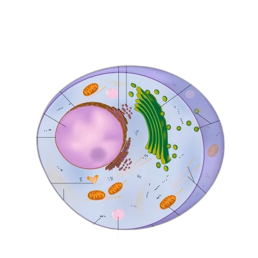 jewelry, food, concept art, underwater transparent PNG cut-out