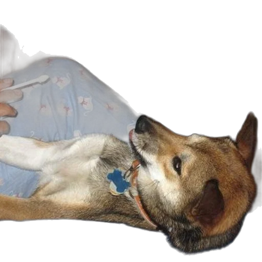 animal, creature, staff, dress transparent PNG cut-out