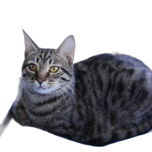 animal, creature, staff, weapon transparent PNG cut-out
