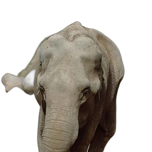 animal, mask, staff, hat transparent PNG cut-out