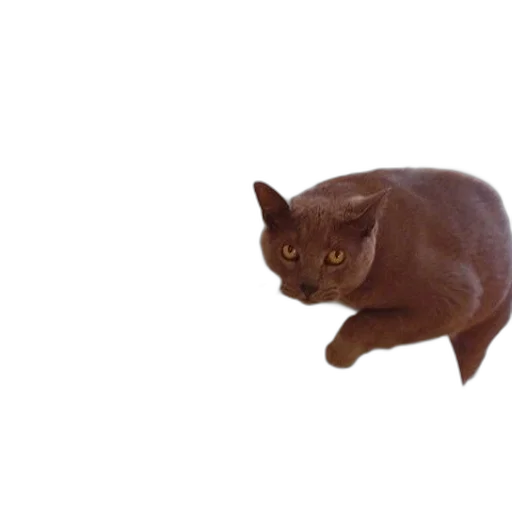 animal, creature, staff, robot transparent PNG cut-out