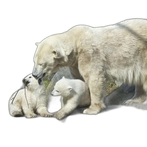 animal, concept art, watercolor, photorealistic transparent PNG cut-out