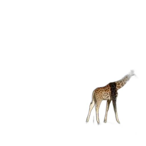 animal, creature, hair, staff transparent PNG cut-out