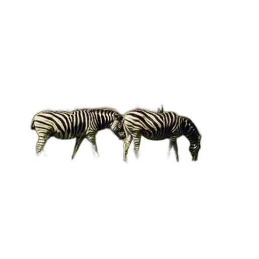animal, creature, hair, furniture transparent PNG cut-out