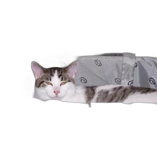 jacket, dress, umbrella, animal transparent PNG cut-out