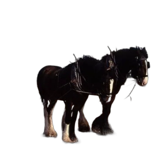 animal, staff, weapon, crown transparent PNG cut-out