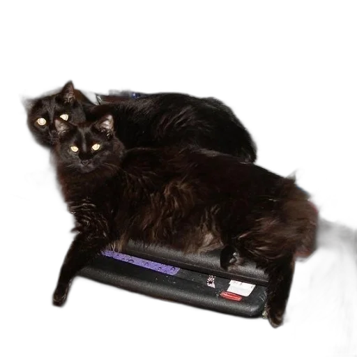 animal, furniture, robot, staff transparent PNG cut-out