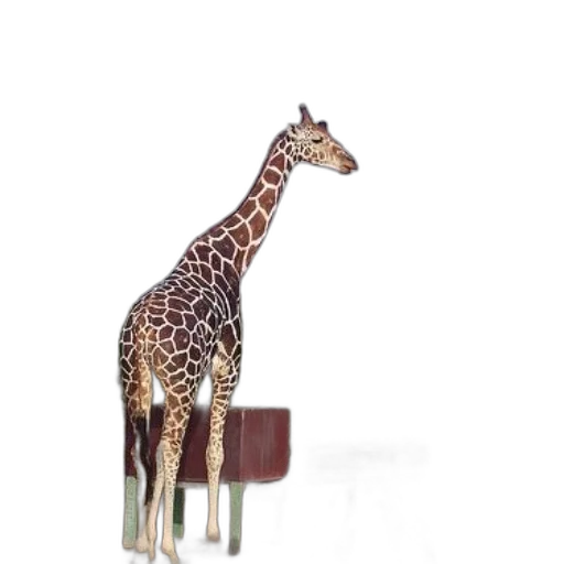 animal, furniture, jewelry, staff transparent PNG cut-out