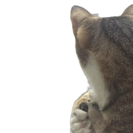 animal, two, cats, sit transparent PNG cut-out