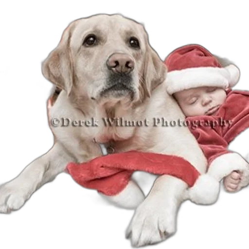 photorealistic, oil painting, pencil sketch, dog transparent PNG cut-out