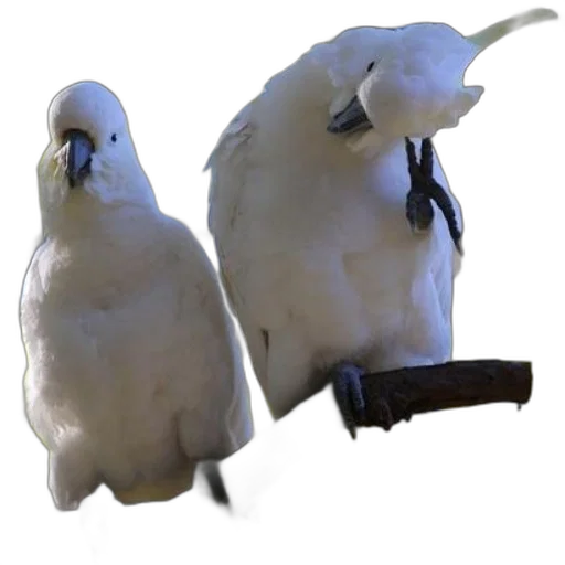 animal, creature, staff, crown transparent PNG cut-out