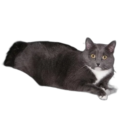 animal, creature, staff, weapon transparent PNG cut-out