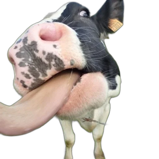 animal, face, mask, food transparent PNG cut-out