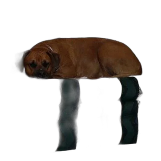 furniture, animal, creature, hat transparent PNG cut-out