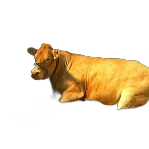 animal, food, creature, furniture transparent PNG cut-out