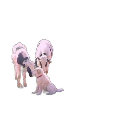 animal, creature, staff, shoes transparent PNG cut-out