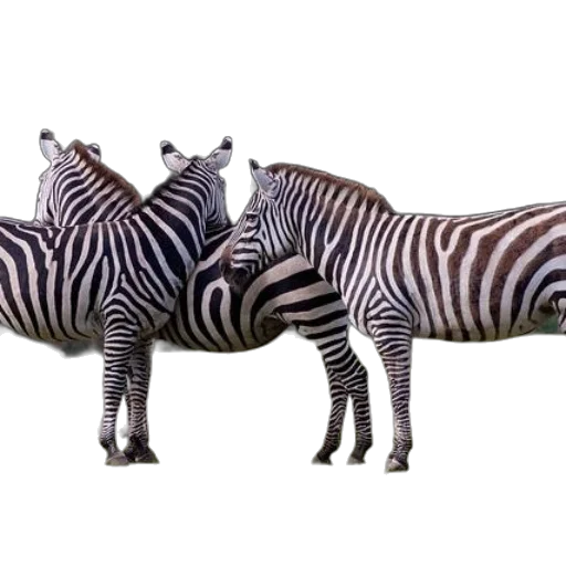 animal, creature, jewelry, furniture transparent PNG cut-out