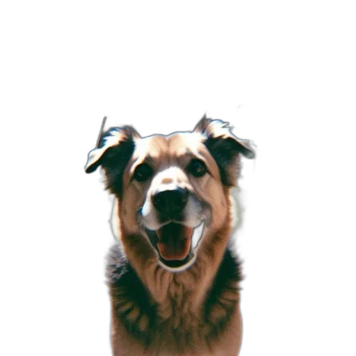 animal, staff, creature, face transparent PNG cut-out
