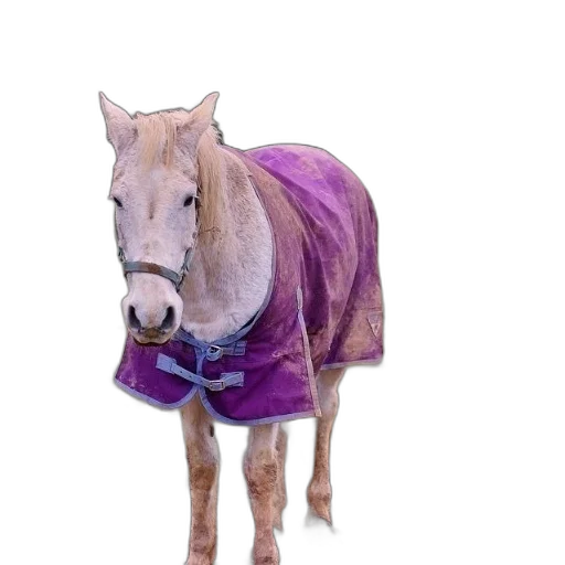 jacket, animal, dress, staff transparent PNG cut-out