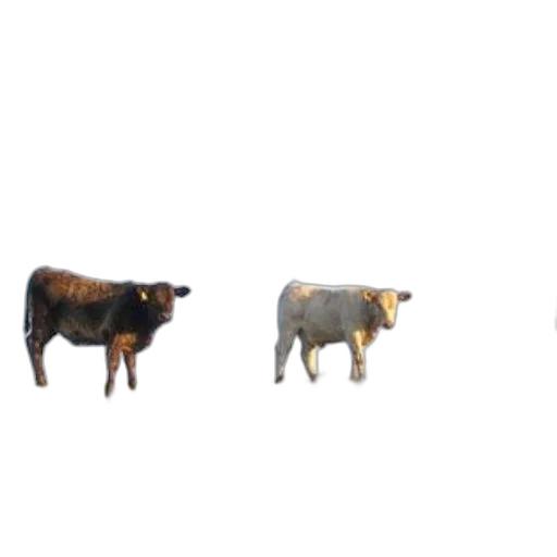 animal, food, furniture, jewelry transparent PNG cut-out
