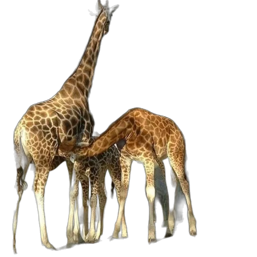 animal, creature, 3d render, concept art transparent PNG cut-out