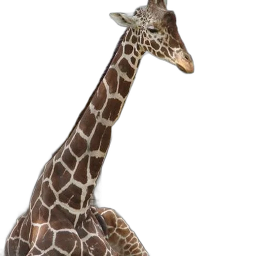 animal, creature, staff, hat transparent PNG cut-out