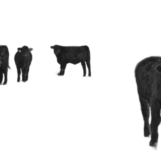 animal, creature, food, crown transparent PNG cut-out