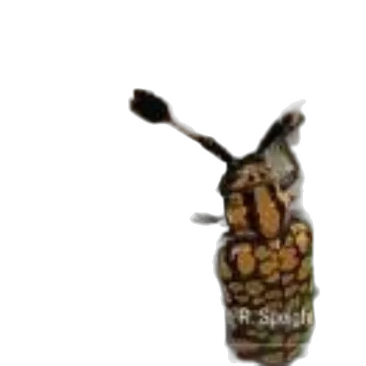 bottle, animal, staff, dress transparent PNG cut-out