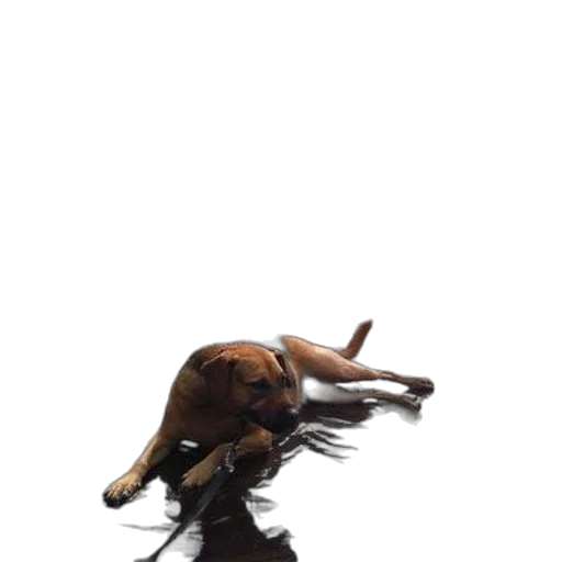animal, creature, hair, staff transparent PNG cut-out