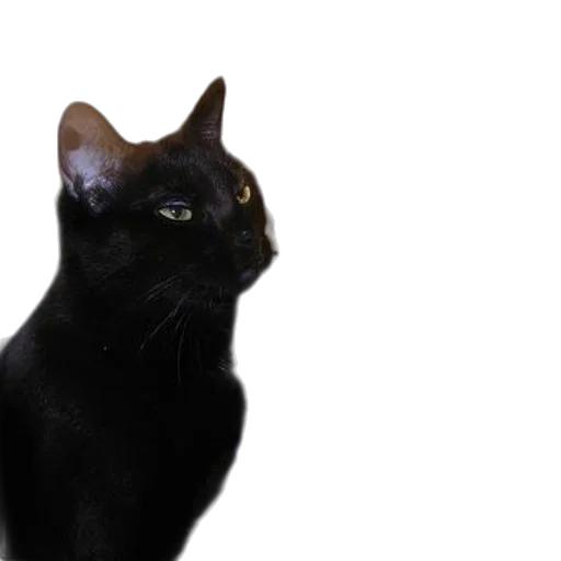 animal, creature, staff, face transparent PNG cut-out