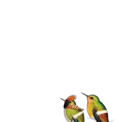 animal, shoes, weapon, staff transparent PNG cut-out