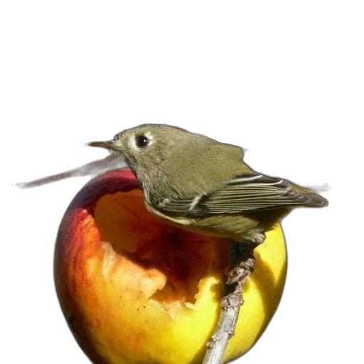 animal, staff, food, hat transparent PNG cut-out