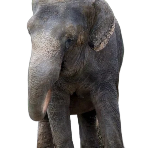 animal, creature, staff, face transparent PNG cut-out