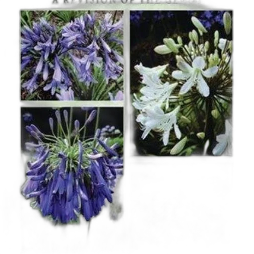 flower, crown, photorealistic, blue transparent PNG cut-out