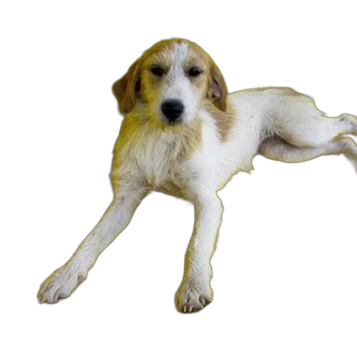 animal, staff, creature, photorealistic transparent PNG cut-out