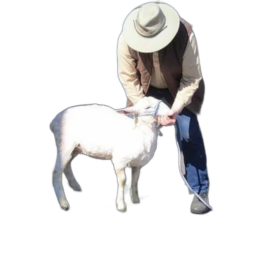animal, staff, hat, weapon transparent PNG cut-out