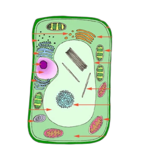 jewelry, detailed, diagram, plant transparent PNG cut-out