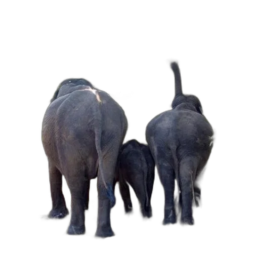 animal, staff, creature, jewelry transparent PNG cut-out