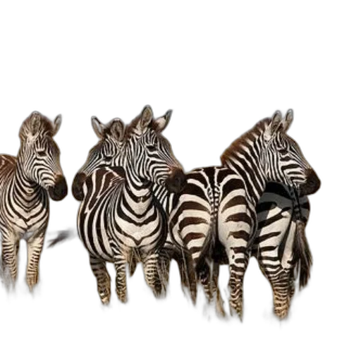 animal, jewelry, photorealistic, 3d render transparent PNG cut-out