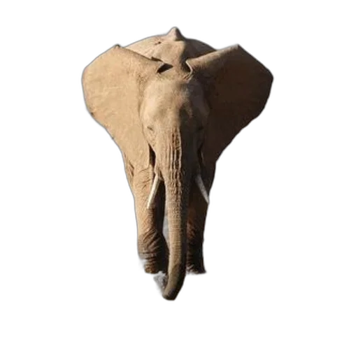 animal, hat, umbrella, mask transparent PNG cut-out