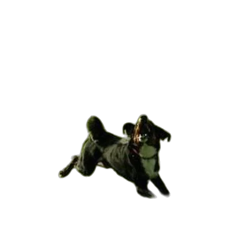 staff, animal, creature, weapon transparent PNG cut-out